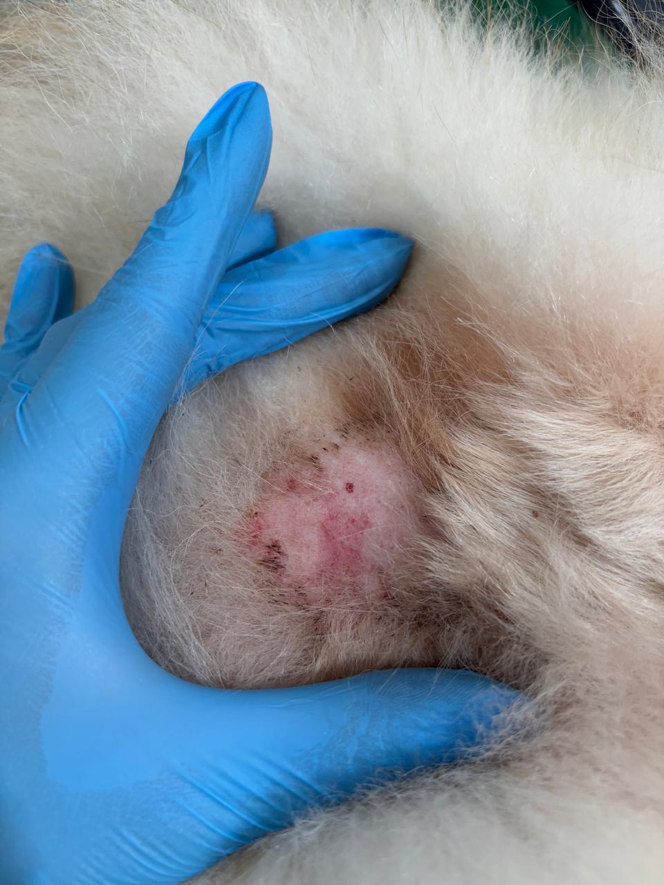 Pet com pododermatite e lesões nas patas antes do tratamento